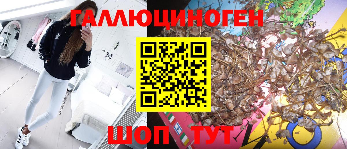 Псилоцибиновые грибы Psilocybine cubensis  Вход с VPN  Губкин 